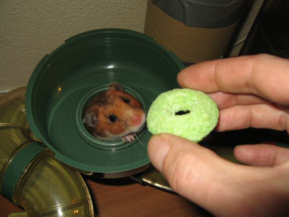 My hamster Lucy party-ing on hamster Mittens birthday .