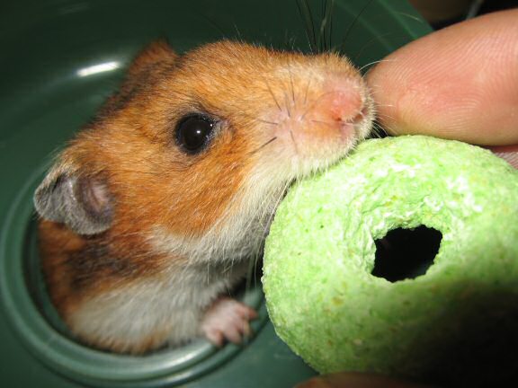 My hamster Lucy party-ing on hamster Mittens birthday .