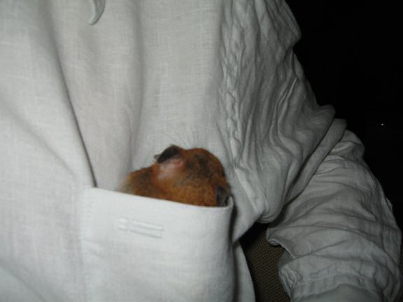 My hamster Lucy's Emergency Kit.