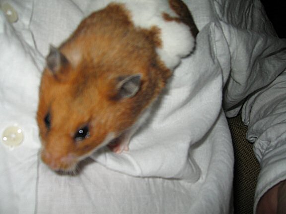 My hamster Lucy's Emergency Kit.