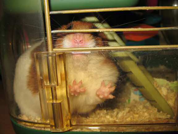 My hamster Lucy, Van Der  Pa(au)w(s)! 