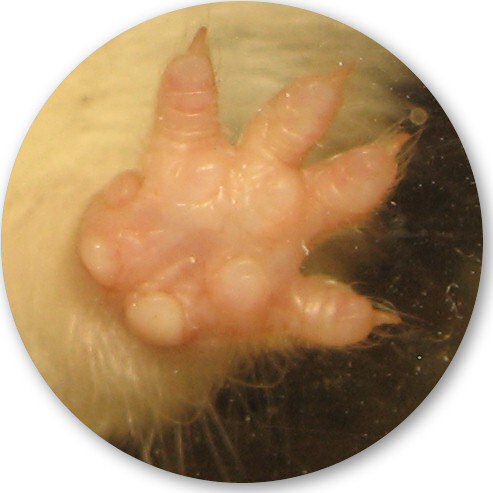 My hamster Lucy, Van Der Pa(au)w(s)! 