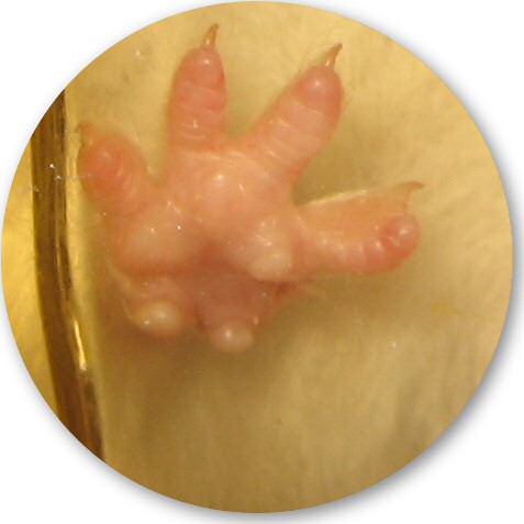 My hamster Lucy, Van Der Pa(au)w(s)! 