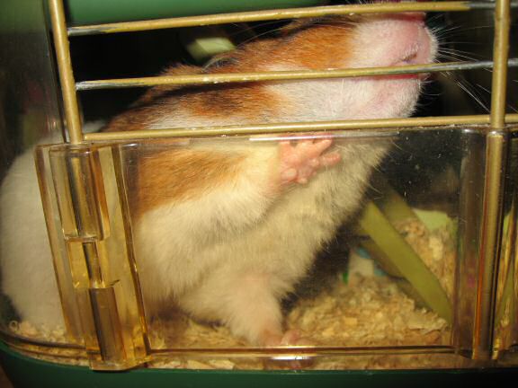 My hamster Lucy, Van Der Paws! 