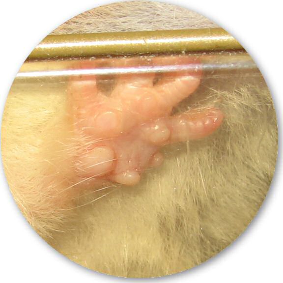 My hamster Lucy's Emergency Kit.