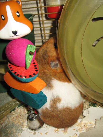 My hamster Lucy reacting on the Paper Lotus Design Group interview! 