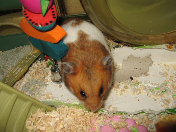 My hamster Lucy reacting on the Paper Lotus Design Group interview! 