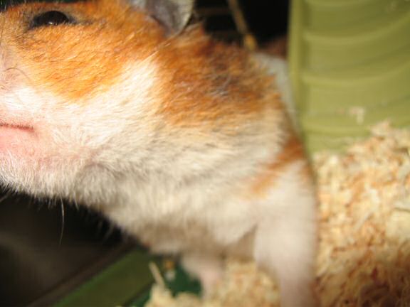 My hamster Lucy reacting on the Paper Lotus Design Group interview! 