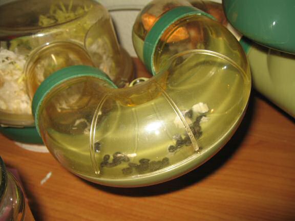 My hamster Lucy having a quick treat! 