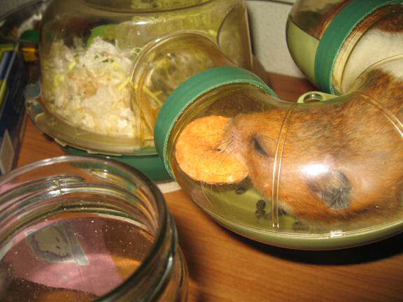 My hamster Lucy having a quick treat! 