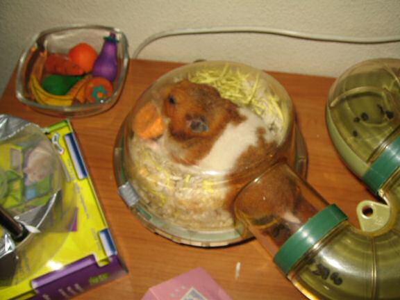 My hamster Lucy having a quick treat! 
