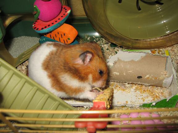 My hamster Lucy teasing me.