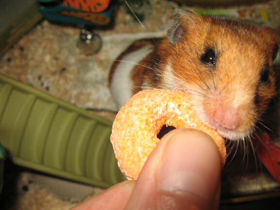 Testing my hamster Lucy's patience.