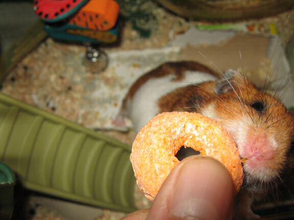 Testing my hamster Lucy's patience.