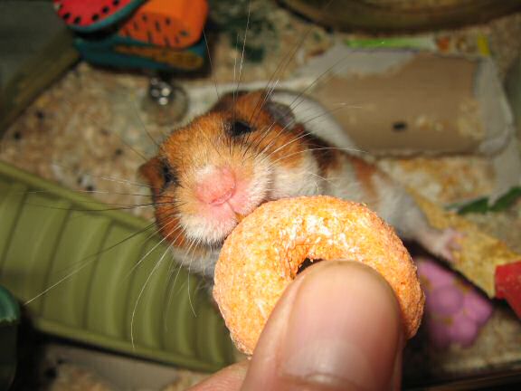 Testing my hamster Lucy's patience.