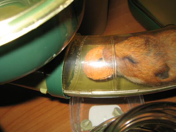 Testing my hamster Lucy's patience.