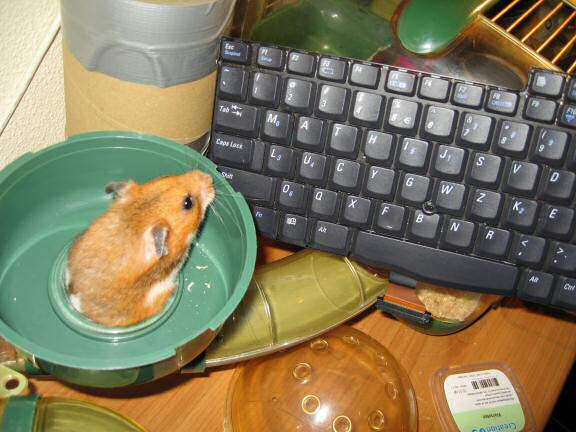 My hamster Lucy evaluating the 'MATHIJS-LUCY' keyboard.