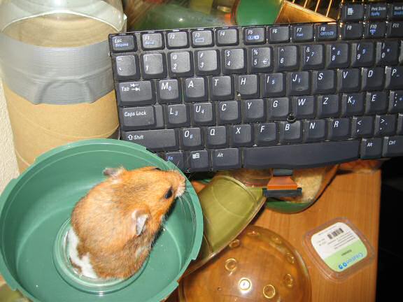 My hamster Lucy evaluating the 'MATHIJS-LUCY' keyboard.