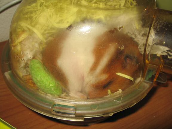 Waiting for my hamster Lucy to wake up.