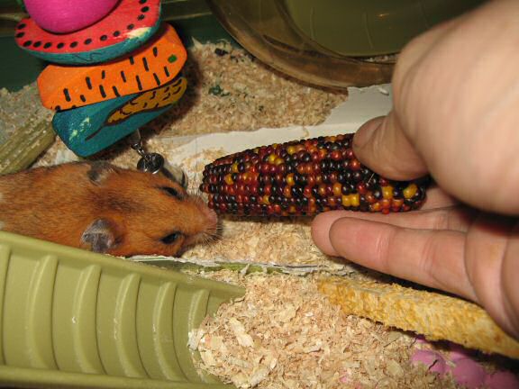 My hamster Lucy enjoying at treaty challenge.