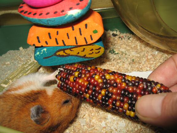 My hamster Lucy enjoying at treaty challenge.