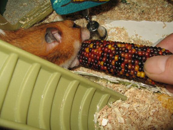 My hamster Lucy enjoying at treaty challenge.