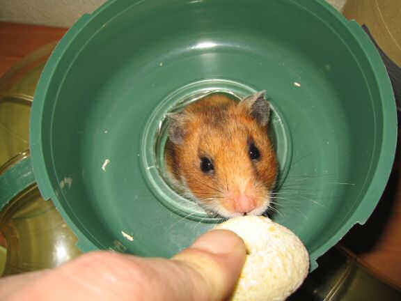 Enjoying Vacation Time with my hamster Lucy.