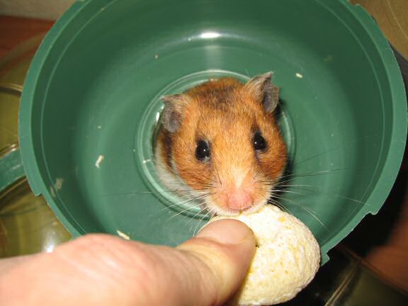 Enjoying Vacation Time with my hamster Lucy.