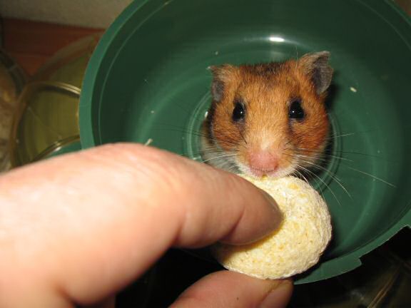 Enjoying Vacation Time with my hamster Lucy.