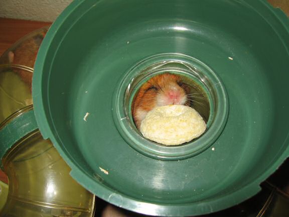 Enjoying Vacation Time with my hamster Lucy.