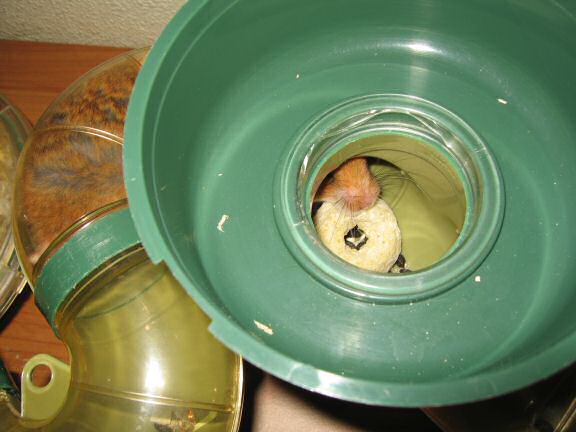 Enjoying Vacation Time with my hamster Lucy.