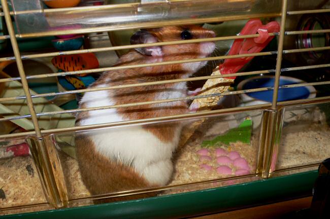 Enjoying Vacation Time and a borrowed Leica camera with my hamster Lucy.