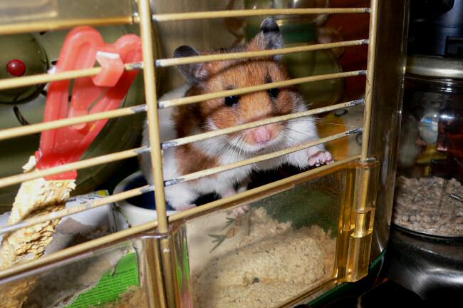 Enjoying Vacation Time and a borrowed Leica camera with my hamster Lucy.