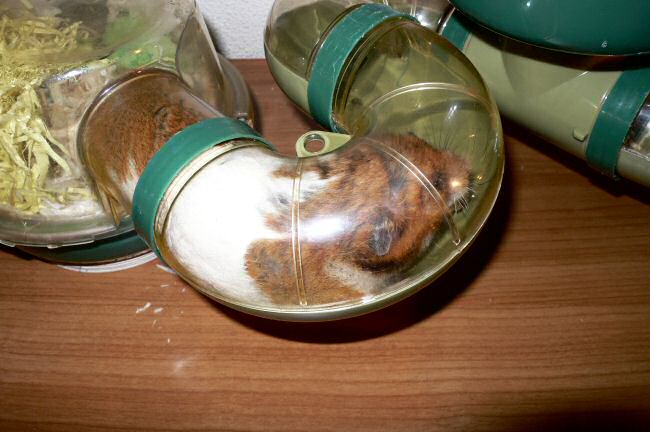 Enjoying Vacation Time and a borrowed Leica camera with my hamster Lucy.