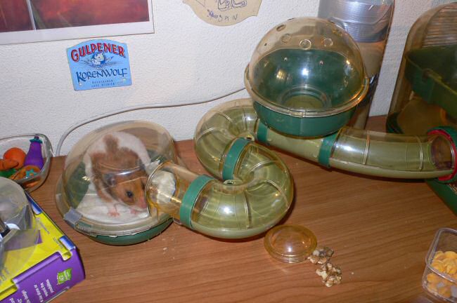 After cleaning math with my hamster Lucy.