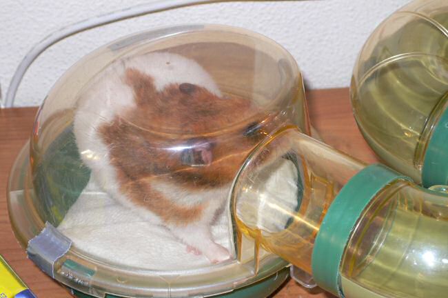 After cleaning math with my hamster Lucy.