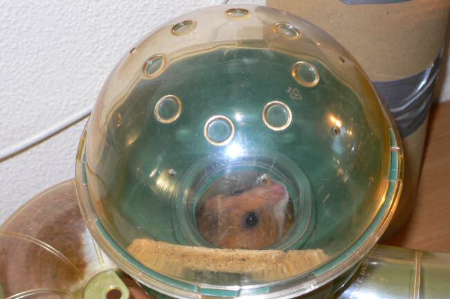 After cleaning math with my hamster Lucy.