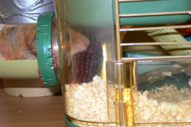 After cleaning math with my hamster Lucy.