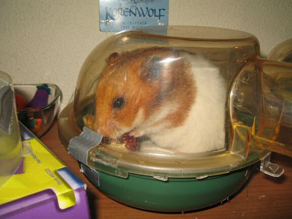 After cleaning math with my hamster Lucy.