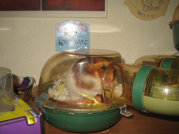 My hamster Lucy getting ready to get out of her cage.