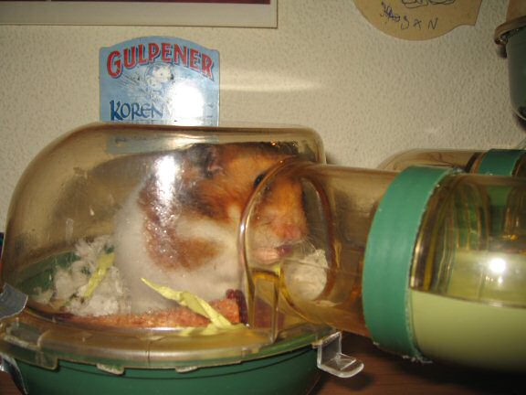 My hamster Lucy getting ready to get out of her cage.