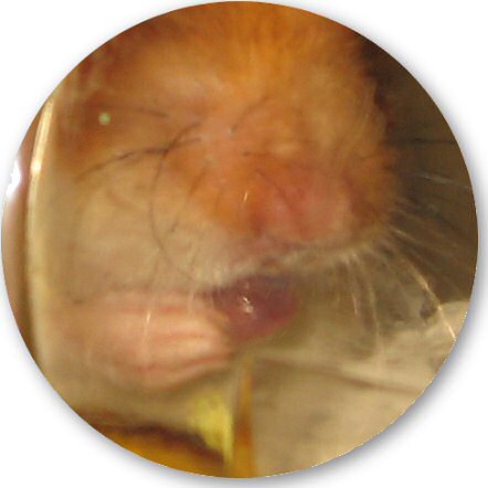 My hamster Lucy getting ready to get out of her cage.