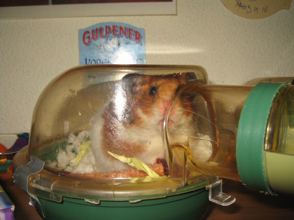 My hamster Lucy getting ready to get out of her cage.