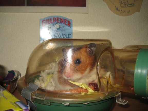 My hamster Lucy getting ready to get out of her cage.