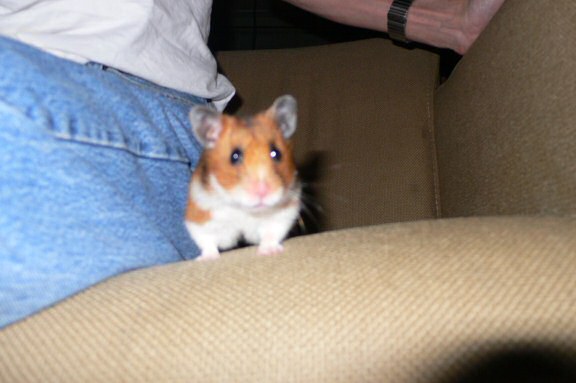 My hamster Lucy's HamsterTracker(tm)-Report.