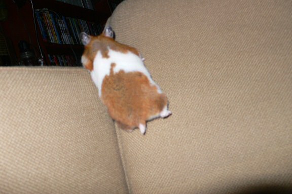 My hamster Lucy's HamsterTracker(tm)-Report.