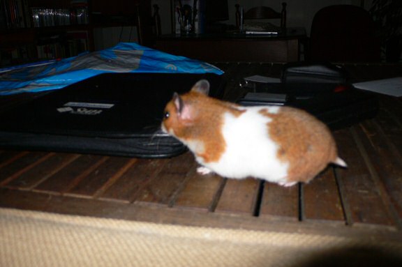 My hamster Lucy's HamsterTracker(tm)-Report.