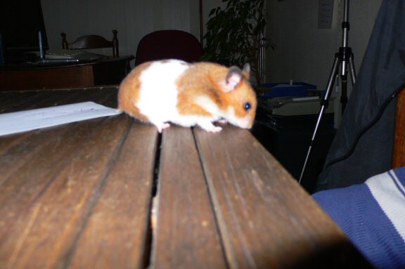 My hamster Lucy's HamsterTracker(tm)-Report.