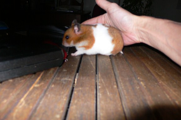 My hamster Lucy's HamsterTracker(tm)-Report.