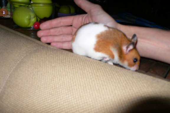 My hamster Lucy's HamsterTracker(tm)-Report.